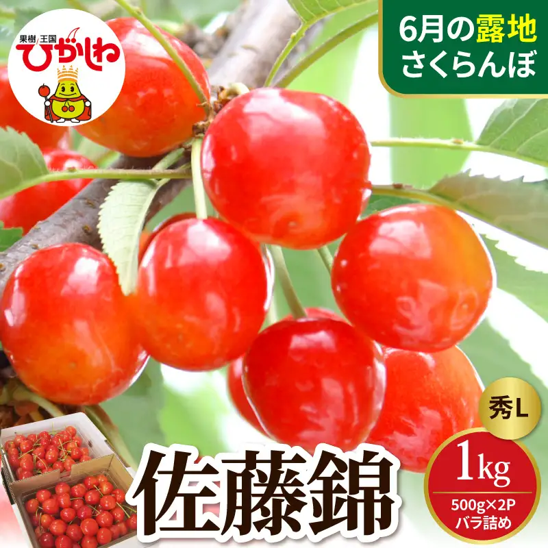 2027年産 さくらんぼ 佐藤錦 秀L 1kg バラ詰め (500g×2P)  さくらんぼ