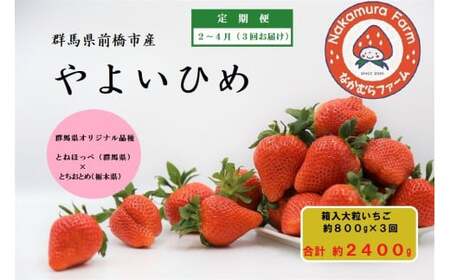 いちご 定期便 3ヶ月連続 いちご やよいひめ