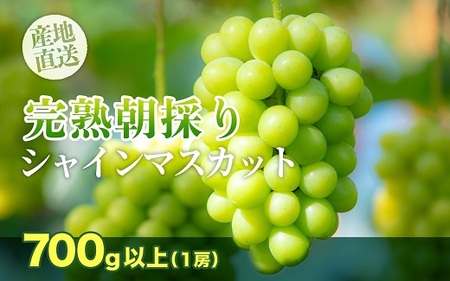 【完熟朝採り】シャインマスカット 1房 約700g