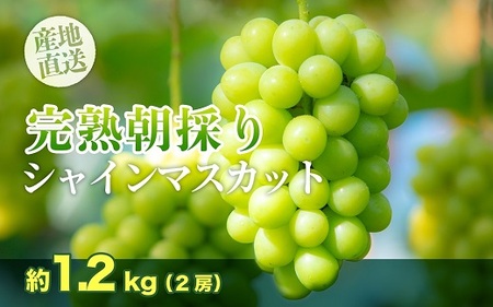 【完熟朝採り】シャインマスカット 2房 約1.2kg
