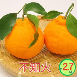 ＜先行受付　2027年発送＞不知火　約2.7kg