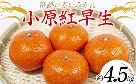 【先行予約】《2026年11月下旬～12月下旬頃お届け》みかん 奇跡の赤いみかん 小原紅早生 4.5kg 蜜柑 早生 果物 柑橘 濃いみかん 赤いみかん むきやすい ミカン フルーツ 旬 香川県 香川県共通返礼品 F5J-539