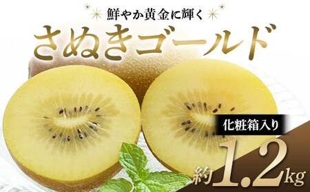 【先行予約】《2026年10月中旬～11月中旬頃お届け》 さぬきゴールド 鮮やか黄金に輝く ゴールドキウイ 化粧箱約1.2kg 香川県産 大粒キウイ キウイフルーツ ゴールデンキウイ フルーツ 果物 くだもの 旬のフルーツ 旬の果物 香川 香川県共通返礼品 F5J-542