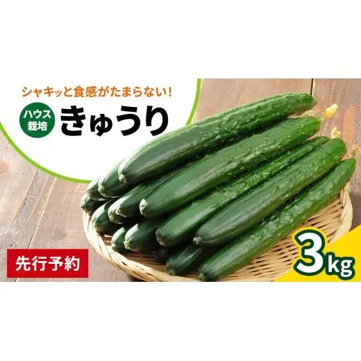 シャキッと美味しい！ きゅうり 約3kg 【2026年9月以降発送】