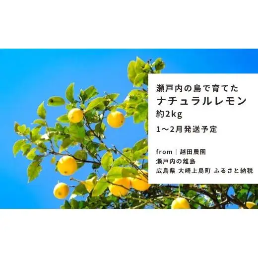 瀬戸内レモン  約2kg  【 2027/1月 ?2月発送 先行予約 】 ワックス 防腐剤不使用