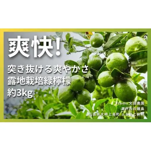 露地 グリーンレモン 約3kg 【2026年10月中旬以降発送】