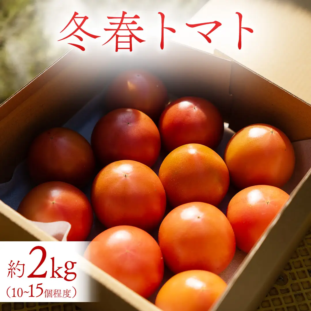 冬春トマト 完熟収穫 約2kg( 10～15個 )  西田農園 【2026年12月～5月発送】