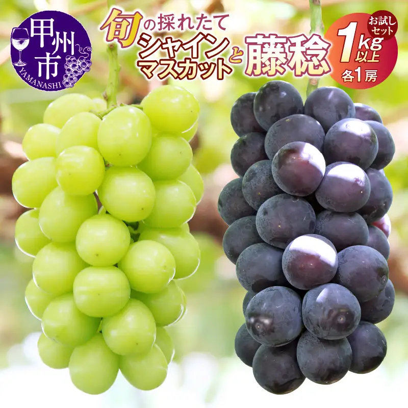 【クール配送】お試しセット！旬の採れたてシャインマスカット＆藤稔 1.0kg以上（各1房）【2026年発送】（HO）B-427 シャインマスカット 藤稔 フルーツ
