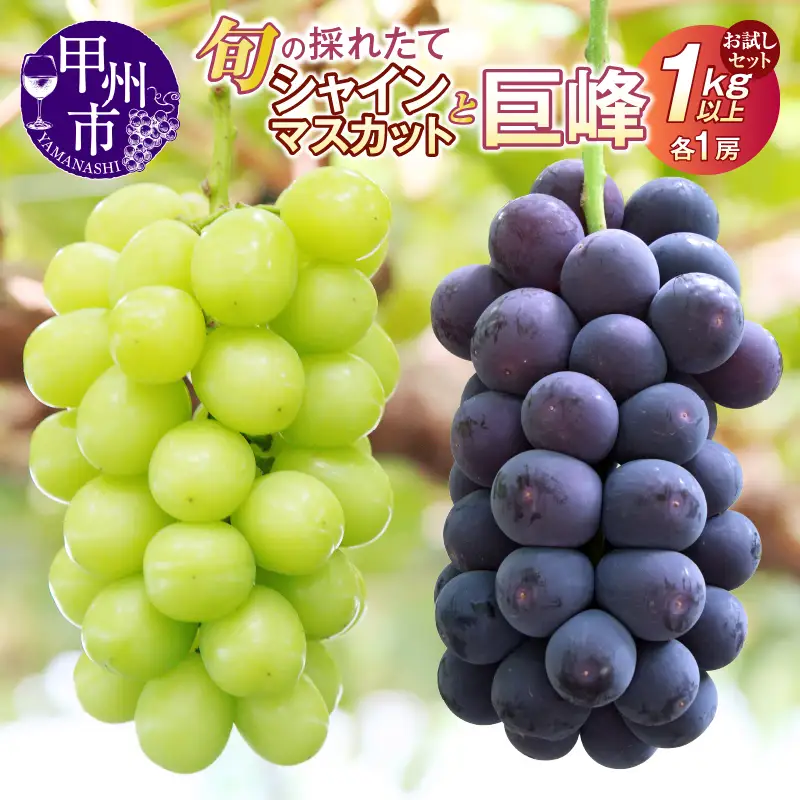 【クール配送】お試しセット！旬の採れたてシャインマスカット＆巨峰 1.0kg以上（各1房）【2026年発送】（HO）B-428 シャインマスカット 巨峰 フルーツ