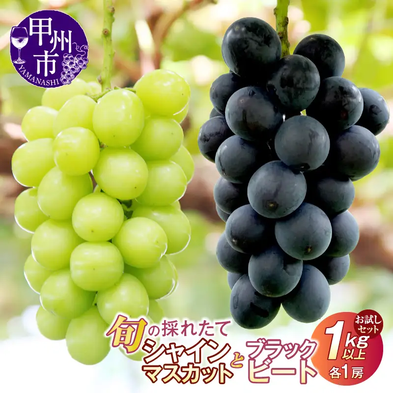 【クール配送】お試しセット！旬の採れたてシャインマスカット＆ブラックビート 1.0kg以上（各1房）【2026年発送】（HO）B-429 シャインマスカット ブラックビート フルーツ