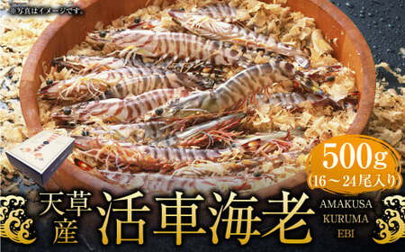 ＜ R8年熊本地震復興支援 ＞【配送指定日必須】天草産活車海老 500g 16～24尾 活き車海老 車海老 車エビ 活き海老 活きエビ えび 海老 エビ 新鮮 魚介 【発送期間2026年11月6日～2027年3月31日】