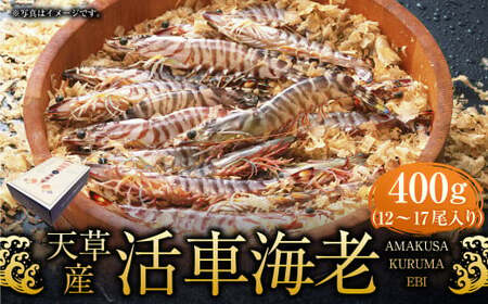 【配送指定日必須】天草産活車海老 400g 12～17尾 活き車海老 車海老 車エビ 活き海老 活きエビ えび 海老 エビ 新鮮 魚介 【発送期間2026年11月6日～2027年3月31日】
