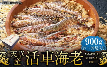 【配送指定日必須】天草産活車海老 900g 27～39尾 活き車海老 車海老 車エビ 活き海老 活きエビ えび 海老 エビ 新鮮 魚介 【発送期間2026年11月6日～2027年3月31日】