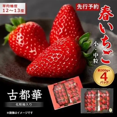 令和9年度　春いちご　古都華　約300g×4パック　合計約1200g_果物・フルーツ いちご  イチゴ 苺_【配送不可地域：離島・北海道・沖縄県】【1486658】