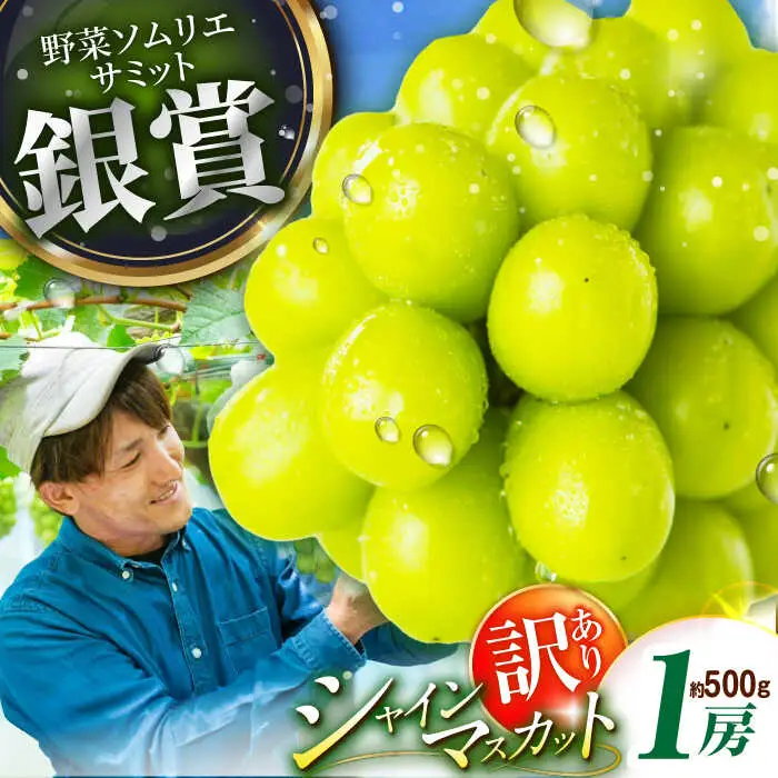 マスカット 【2026年先行予約】【15個限定】【ご自宅用】シャインマスカット 1房（約500g） [AIAB004] マスカット