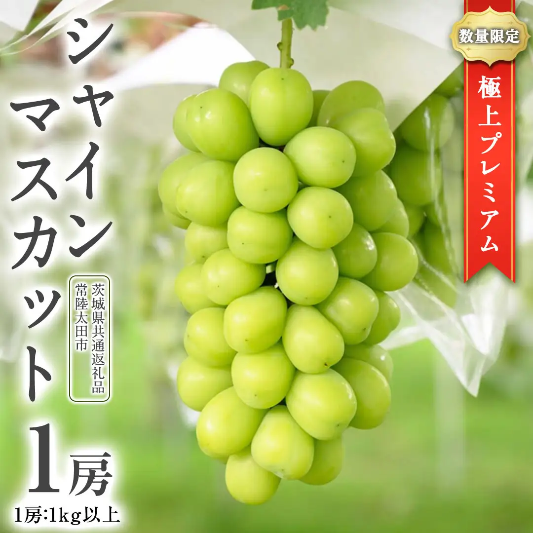 極上 プレミアム シャインマスカット １房 ( １房 1kg 以上) 数量限定 【茨城県共通返礼品／常陸太田市】先行予約 マスカット 特大 贈答用 ギフト プレゼント フルーツ くだもの 果物  果実 ぶどう ブドウ 葡萄 茨城県[DU022sa]