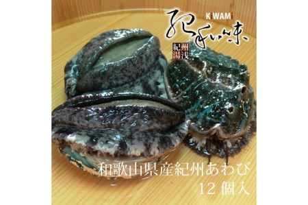 やわコリ食感紀州活アワビ 【12個入】｜海産物 海鮮 魚介類 鮑 おかず あわび 高級食材 養殖 国産 産地直送 鮮貝 美浜町