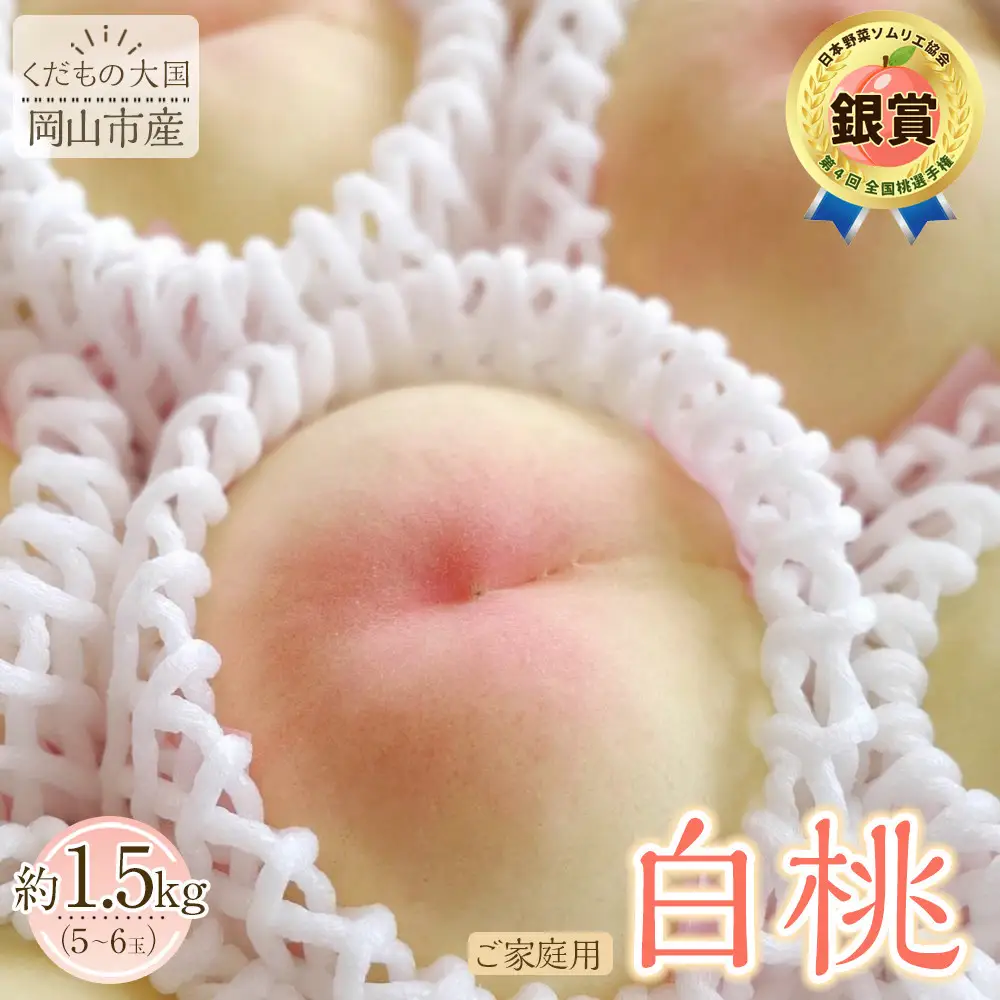 【2027年7月発送】岡山市産 白桃 ご家庭用 約1.5kg 5~6玉 