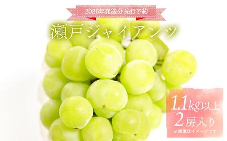 ＜2025年発送分 先行予約＞ 瀬戸ジャイアンツ（2房入り 1.1kg以上）【030-a012】
