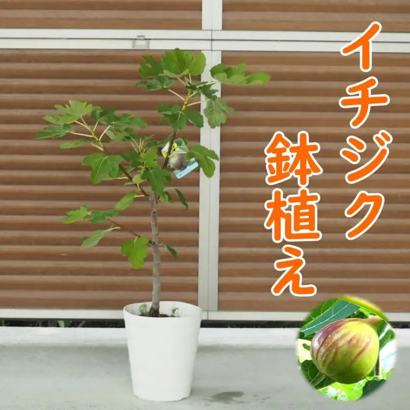 苗木 イチジク 鉢植え 植物 ガーデン インテリア 苗木