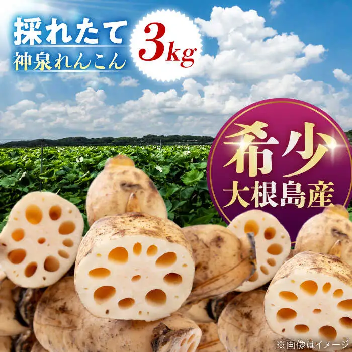 れんこん 【先行予約】【2026年10月上旬以降順次発送】【数量限定50個】島採れ掘りたて 大根島産神泉れんこん 3kg 島根県松江市/株式会社ふぁーむ大根島[ALCB005] れんこん れんこん