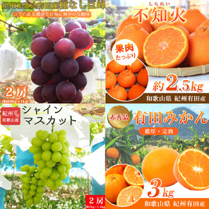 【2・8・9・12月 全4回 定期便 】紀州和歌山産旬のフルーツセット（不知火・種なし巨峰・シャインマスカット・みかん）【UT123】【Z91163-tkb399】