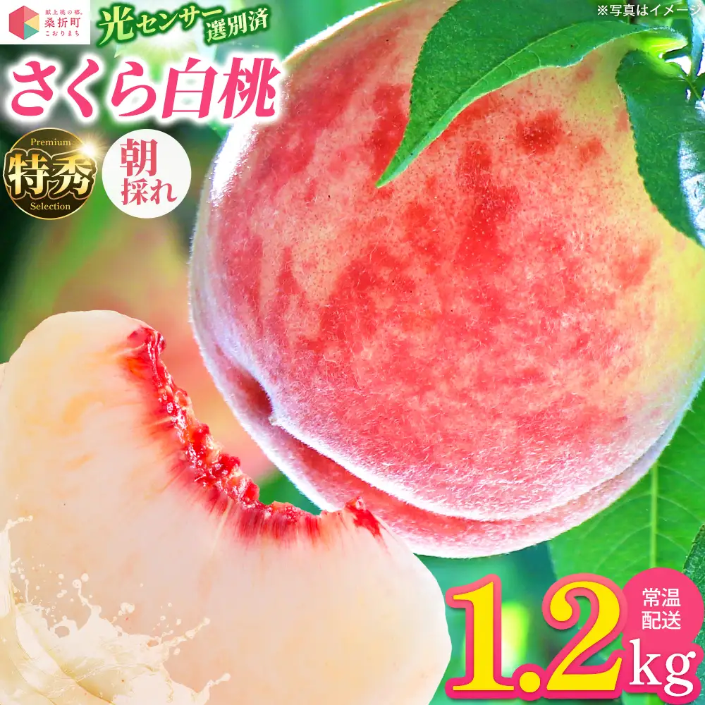 もも【さくら白桃・2026年産】特秀1.2kg　桑折町産　JAふくしま未来　桃　献上桃の郷　【07301-0229】