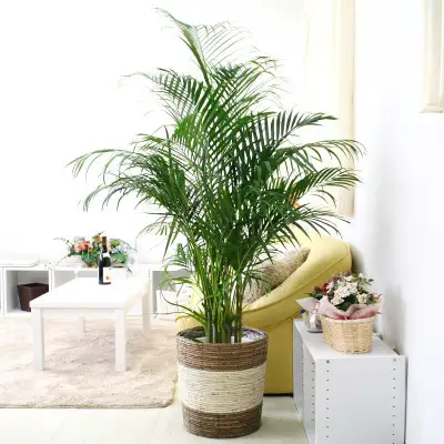 【観葉植物】アレカヤシ 10号 ストライプバスケット鉢カバー 土の表面:ウッドチップ 【観葉植物 インテリア 部屋 おしゃれ 福岡県 筑前町 送料無料 AG037】