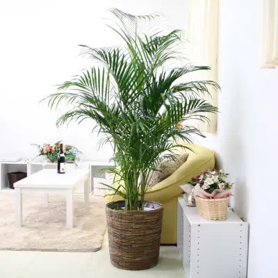 【観葉植物】アレカヤシ 10号 ブラウンバスケット鉢カバー 土の表面:ウッドチップ 【観葉植物 インテリア 部屋 おしゃれ 福岡県 筑前町 送料無料 AG038】