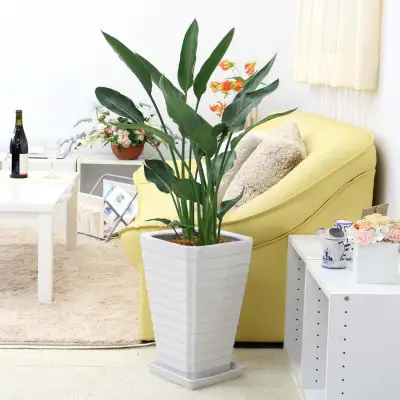【観葉植物】ストレリチア レギネ 8号 ホワイト陶器鉢 G【観葉植物 インテリア 部屋 おしゃれ 福岡県 筑前町 送料無料 AG040】【価格改定】
