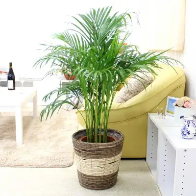 【観葉植物】アレカヤシ 8号 ストライプバスケット鉢カバー 土の表面：ウッドチップ 【観葉植物 インテリア 部屋 おしゃれ 福岡県 筑前町 送料無料 AG041】