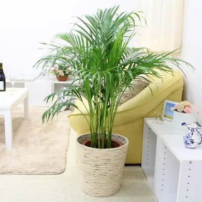 【観葉植物】アレカヤシ 8号 ホワイトバスケット鉢カバー 土の表面:ウッドチップ 【観葉植物 インテリア 部屋 おしゃれ 福岡県 筑前町 送料無料 AG042】