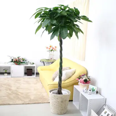 【観葉植物】パキラ 10号 ホワイトバスケット鉢カバー 土の表面:ウッドチップ【観葉植物 インテリア 部屋 おしゃれ 福岡県 筑前町 送料無料 AG046】
