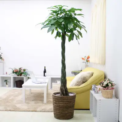 【観葉植物】パキラ 10号 ブラウンバスケット鉢カバー 土の表面:ウッドチップ【観葉植物 インテリア 部屋 おしゃれ 福岡県 筑前町 送料無料 AG047】
