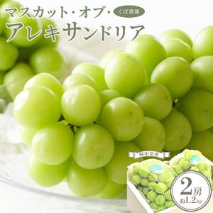 2026年 岡山県産 マスカット ・オブ・アレキサンドリア 2房 約1.2kg くぼ農園｜  マスカット