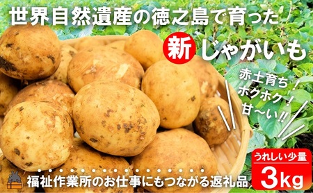《今が旬！》福祉作業所の仕事にもつながる！徳之島の“新”じゃがいも（3kg）( バレイショ 野菜 旬 春 徳之島 奄美 鹿児島 肉じゃが カレー じゃがバター 美味しい 人気 オススメ 福祉作業所 雇用 少量 お一人様 使いきり 2025年春お届け )