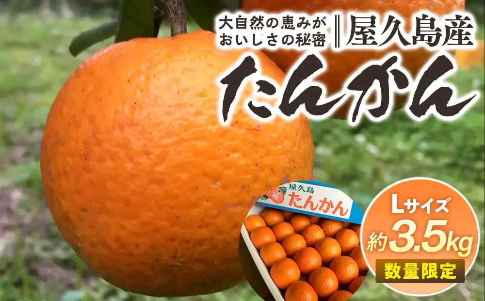 2027年発送 屋久島産たんかん 約3.5kg・Lサイズ＜先行予約／数量限定＞｜たんかん