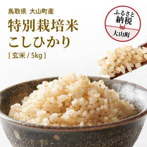 MR-13　減農薬・減化学肥料　特別栽培米こしひかり　5kg（玄米）