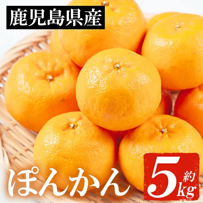＜先行予約＞＼数量・期間限定／ ポンカン 約5kg（2L・L） 化粧箱入り ポンカン【01-039-06】