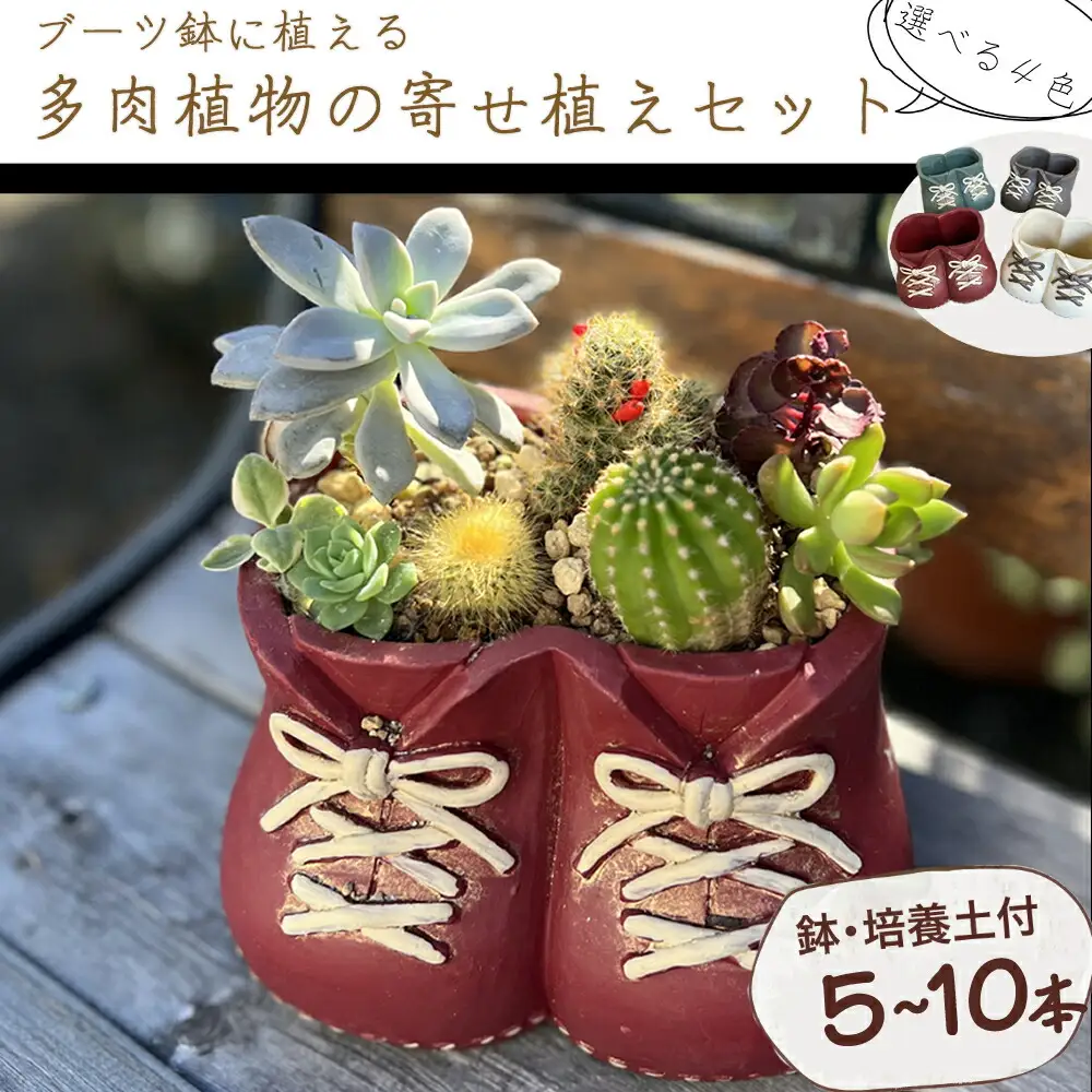 多肉植物の寄せ植えセット (両足)5本～10本