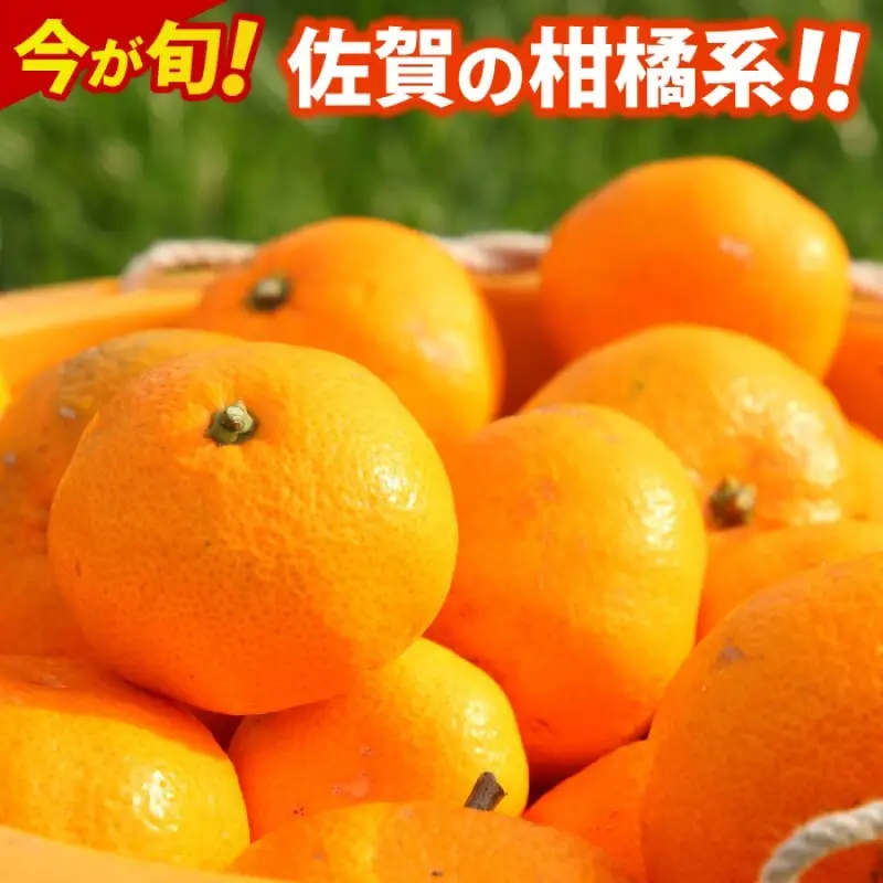 デコポン 不知火 約5kg  佐賀県産 みかん 柑橘類 ※配送不可：北海道、沖縄県、離島