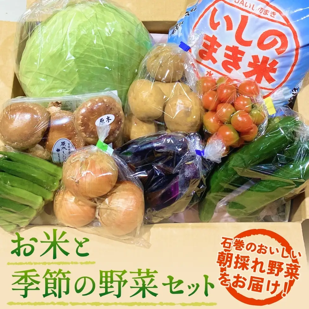 石巻産 お米と季節の野菜セット 朝採れ 旬の野菜 季節の野菜 お野菜 詰め合わせ 食材 新鮮