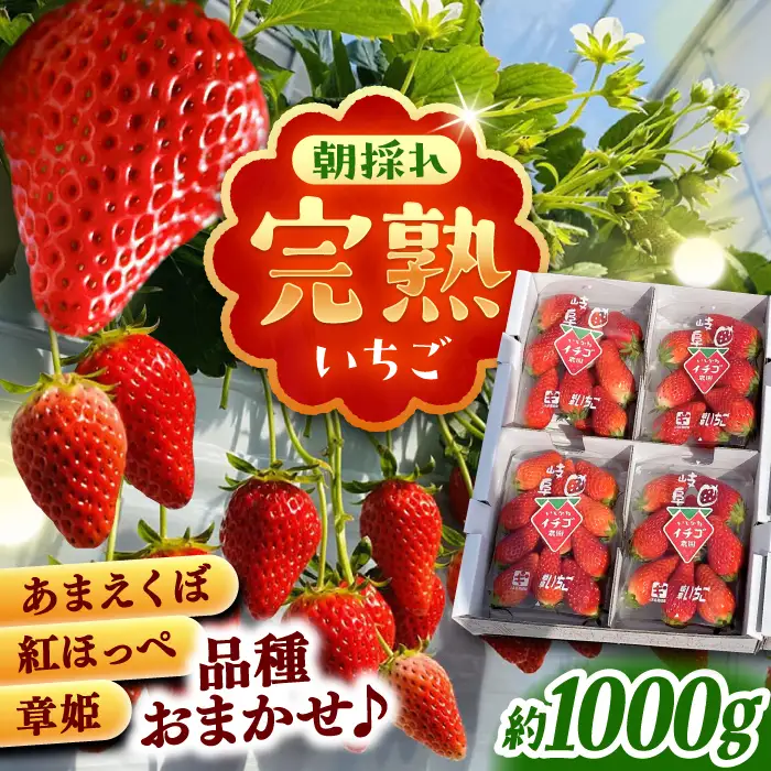 【先行予約】完熟 いちご 4パック / 恵那市 / クリエイティブファーマーズ [AUAH020] いちご