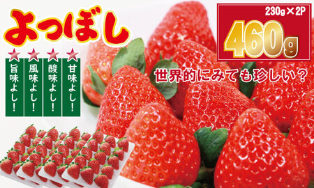 【先行予約】R9年1月中旬頃出荷開始 いちご「よつぼし」230g×２パック A075-018 いちご 佐賀県小城市産 A075-018