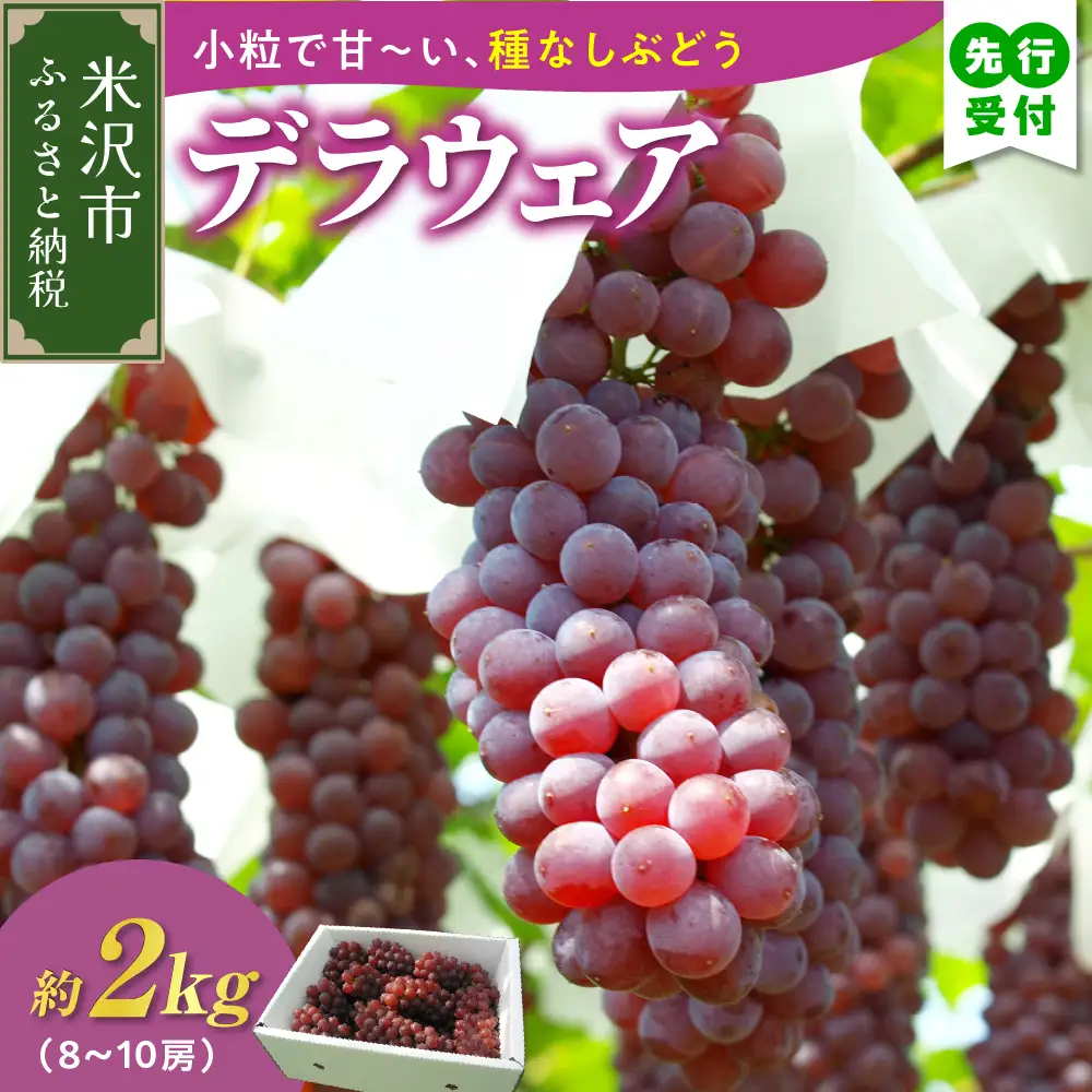 【先行予約】【数量限定】【令和8年産】ぶどう デラウェア 2kg ( 8～10房 ) 2026年8月20日～9月20頃お届け予定