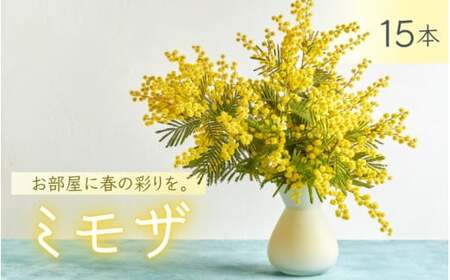  ～ 春の訪れ ～ ミモザ 15本入り〈なかやFarm 和歌山県 紀美野町〉/   癒し 植物 プランター フラワー プラント 花瓶  アカシア ミモザ ハーブ プレゼント ギフト 【nkf948-mimo-15】