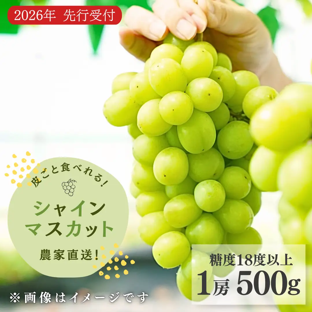 【先行予約】 シャインマスカット 1房500g | 新潟県 出雲崎町