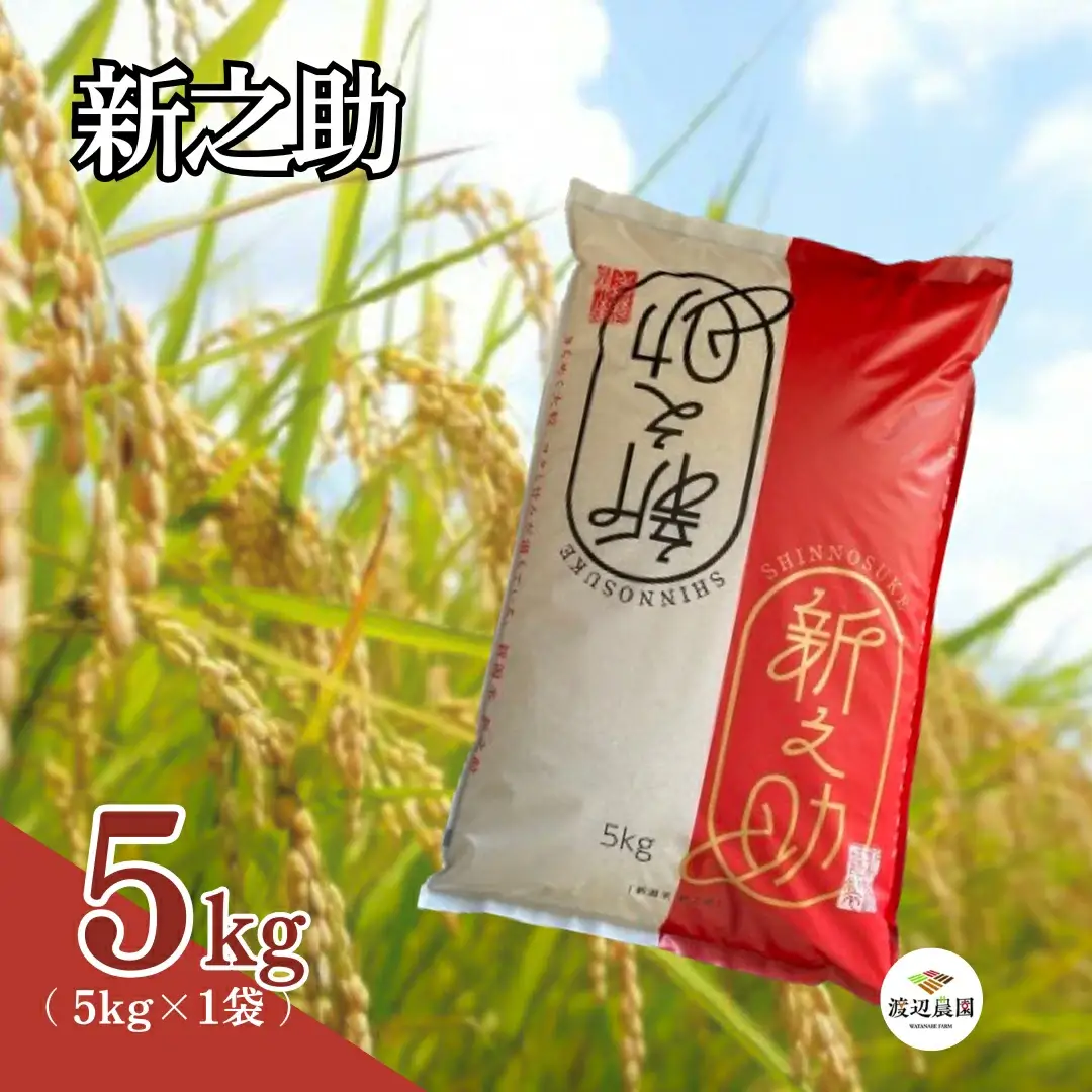 令和8年先行予約 新潟県産 新之助 精米 5kg | 新潟県 新之助 お米 こめ