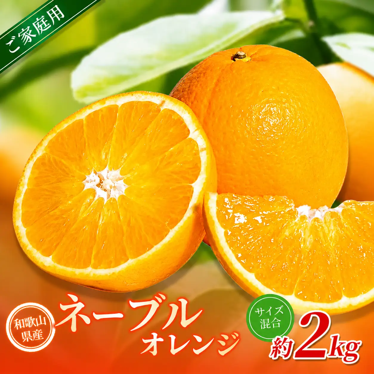 【訳あり】 森本農園の手選別 ネーブルオレンジ 約2kg 和歌山県産 サイズ混合 【北海道・沖縄・離島配送不可】【2027年1月上旬～2月中旬頃に順次発送】【RN18】【BV90018-mrmt018】