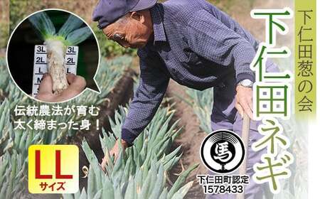 下仁田葱の会の下仁田葱（LLサイズ） とろける 甘い ねぎ ネギ 王様ねぎ 殿様ねぎ 特産 栄養たっぷり ブランド 上州ねぎ すきやき F21K-589